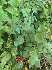 Ampelopsis glandulosa