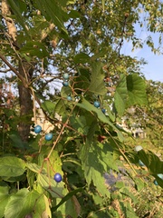 Ampelopsis glandulosa