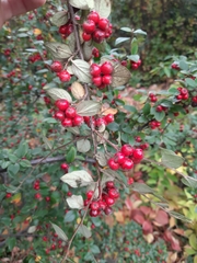 Cotoneaster wardii