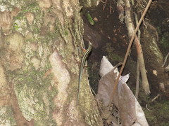 Sphenomorphus sanctus