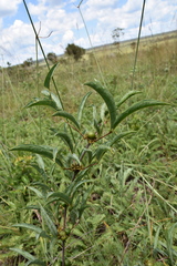 Fadogia gossweileri