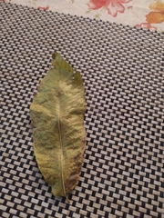 Angiospermae