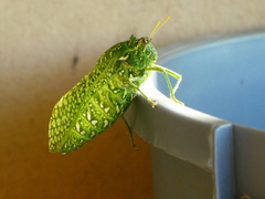 Physemacris variolosa
