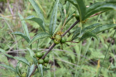 Fadogia gossweileri