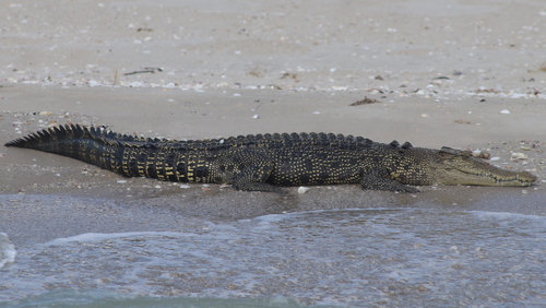 Saltwater Crocodile, photo 2 of 10