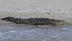 Estuarine Crocodile photo 3