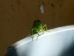 Physemacris variolosa