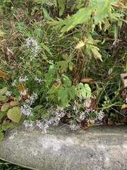 Symphyotrichum