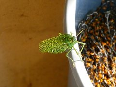 Physemacris variolosa