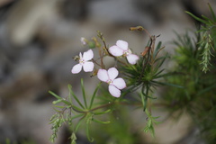 Stylidium scandens