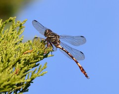 Aphylla angustifolia