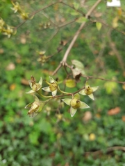 Philadelphus incanus