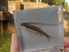 Notropis texanus