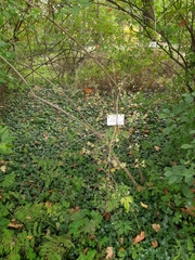 Philadelphus incanus