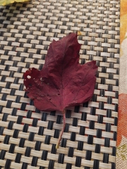 Angiospermae