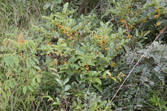 Vanguerieae