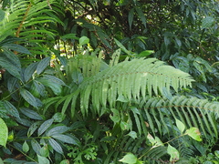 Polystichum