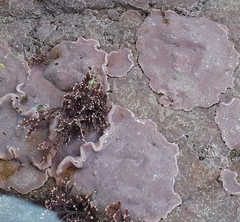 Lithophyllum incrustans