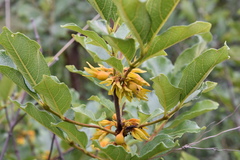 Vanguerieae