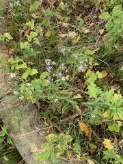 Symphyotrichum