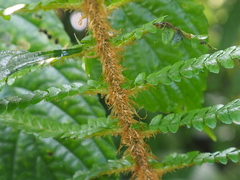 Polystichum