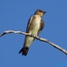 Southern Rough-winged Swallow - Photo (c) Leyn Castro-Vásquez, some rights reserved (CC BY-NC-ND), uploaded by Leyn Castro-Vásquez