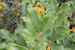 Vanguerieae