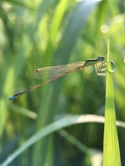 Ischnura asiatica