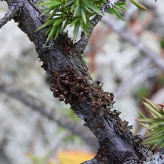 Tuckermanopsis sepincola