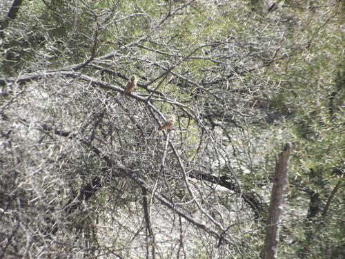 Lark-like Bunting (Emberiza impetuani), photo 9