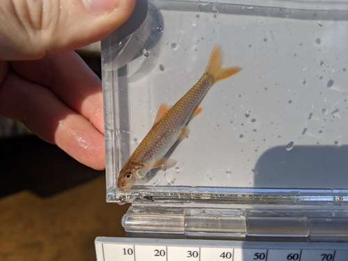 Longnose shiner (Notropis longirostris) — Cyprinidae — 4