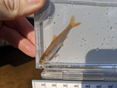 Notropis longirostris