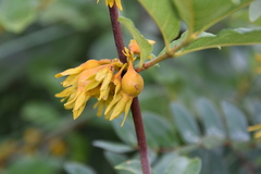 Vanguerieae