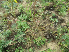 Corispermum declinatum