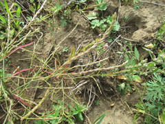 Corispermum declinatum