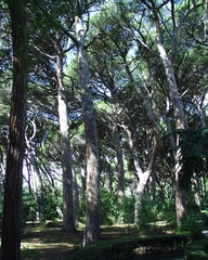 Pinus nigra pallasiana
