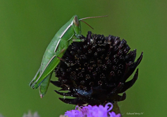 Aptenopedes sphenarioides