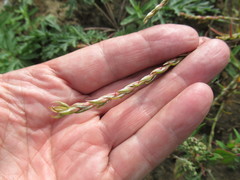 Corispermum declinatum