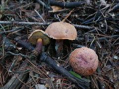Suillellus queletii