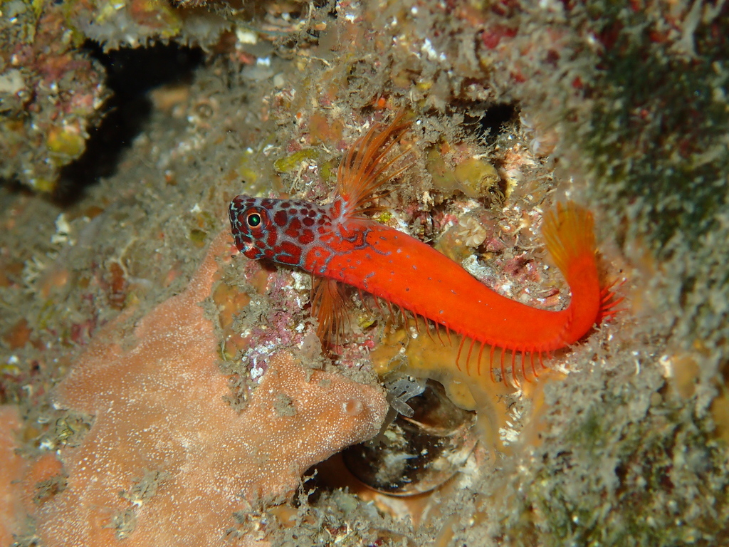 Black-headed Blenny