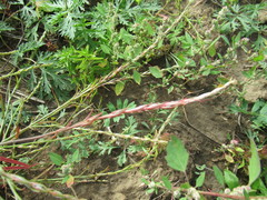 Corispermum declinatum