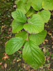 Viburnum carlesii bitchiuense