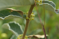 Fadogia tomentosa