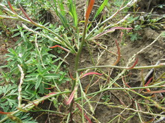 Corispermum declinatum