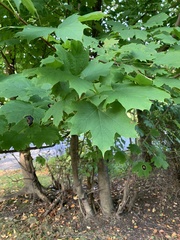 Acer platanoides