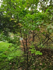 Viburnum carlesii bitchiuense