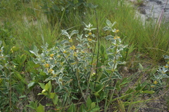 Fadogia tomentosa