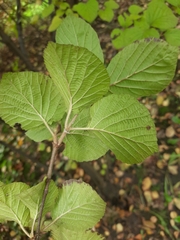 Viburnum carlesii bitchiuense