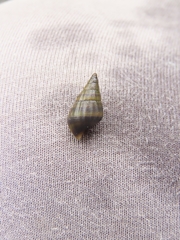 Semisulcospira libertina