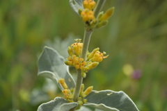 Fadogia tomentosa